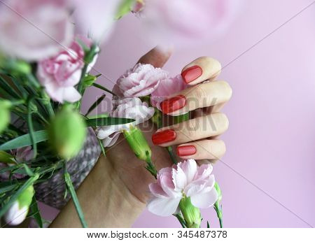 Woman Hand With Red Color Nails Polish And Pink Carnations. Manicure And Beauty Concept. Female Hand