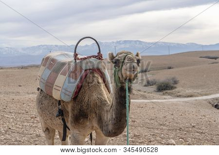 Dromedary Camel On Agafay Desert , Marrakech, Morocco
