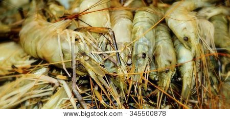 Sea Fresh Lobster At Street Market In Dhaka,bangladesh. Seafood Concept. Raw Lobster For Cooking, Cl