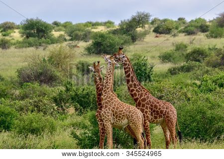 Giraffes in the Tsavo East, Tsavo West and Amboseli National Park in Kenya