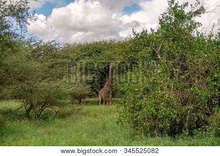 Giraffes In The Tsavo East, Tsavo West And Amboseli National Park In Kenya