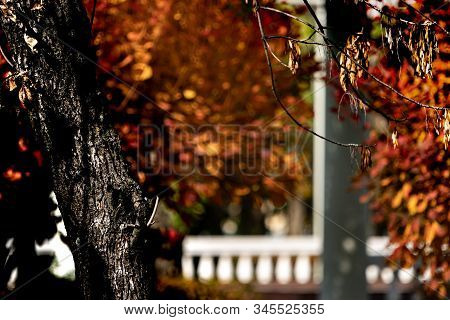 Dark Tree Trunk Against The Background Of Columns And Balustrades