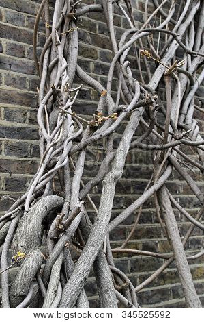 Clambering Tree At The Old Brick Wall