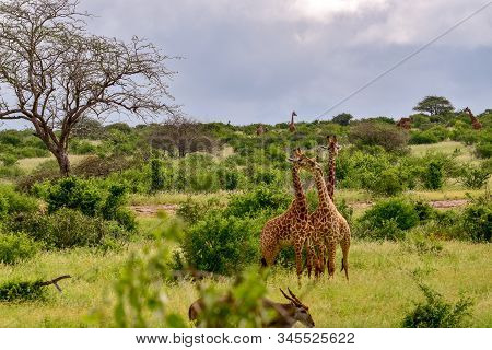 Giraffes In The Tsavo East, Tsavo West And Amboseli National Park In Kenya