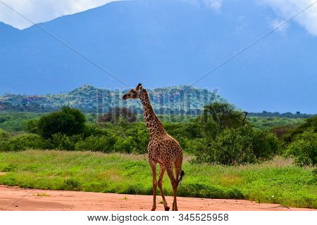 Giraffes In The Tsavo East, Tsavo West And Amboseli National Park In Kenya