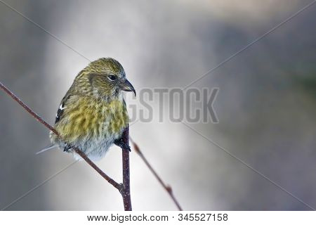 View Of A Female White-winged Crossbill, Loxia Leucoptera