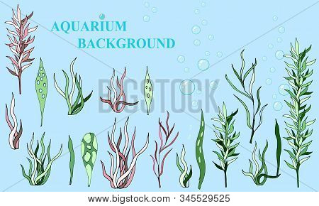 Aquarium Vector Background Of Algae Of Different Colors.collection Of Green And Red Plants In Aquari