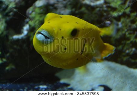 The Tropical Fish In Aquarium, Berlin (germany)