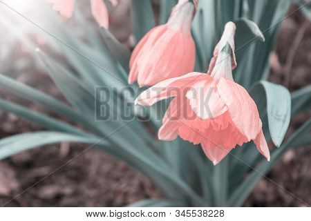 Flower In Garden At Sunny Summer Or Spring Day. Flower For Postcard Beauty Decoration And Agricultur