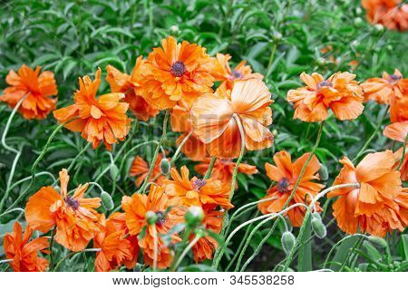 Red Flower. Flower In Garden At Sunny Summer Or Spring Day. Flower For Postcard Beauty Decoration An