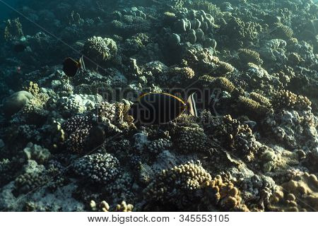 Naso Lituratus Under Water In The Ocean Of Egypt, Naso Lituratus Under Water Photograph