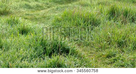 Green Grass In Morning Dew. Beautiful Springtime Nature Scenery In The Morning