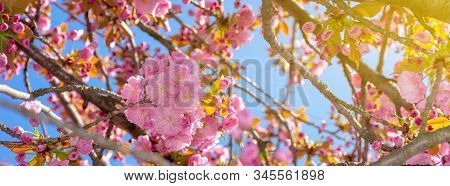 Pink Cherry Blossom Close Up. Spring Has Sprung. Beautiful Panoramic Nature Background