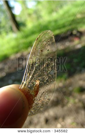 Szitakötő szárnya