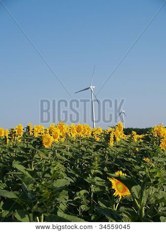 Windpark macht liegt im Sonnenblumenfeld