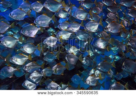 Schooling Diamondfish, Monodactylus Argenteus, Swimming In Sea Water