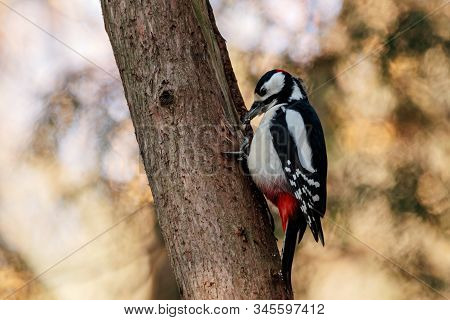 Great Spotted Woodpecker Feeding Perched On Tree. Cute Bright Comon Park Bird In Wildlife.