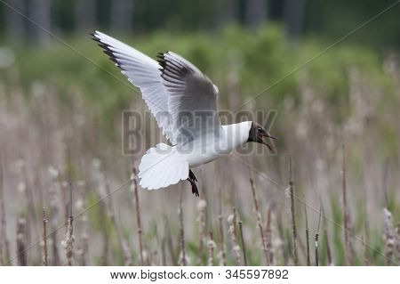 Black-headed Gull Flying Over Reeds And Shouting. Common White Waterbird, Side View. Bird In Wildlif