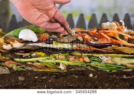 Male Hand Carefully Releasing Earthworms (lumbricus Terrestris) On A Compost Heap To Increase Compos