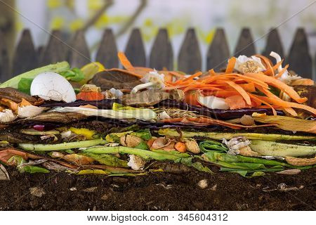 Earthwoms Living In A Colorful Compost Heap Consisting Of Rotting Kitchen Leftovers