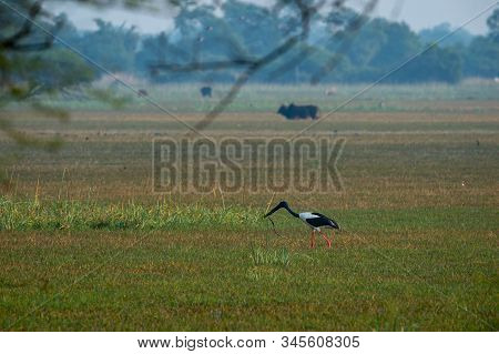 Black Necked Stork With Snake Or Serpent Kill In His Beak Misty Winter Morning At Wetland In Green B