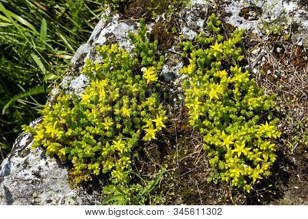 Alpine Flower Saxifraga Oppositifolia Yellow Saxifrage, Northern Caucasus,russia..