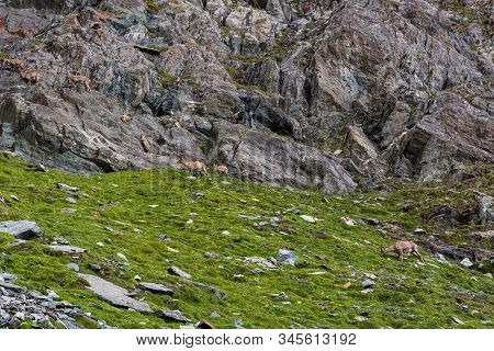 Alpine Ibex In Their Natural Habitat In Grand Paradiso National Park.