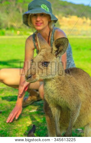 Front View Of Kangaroo On Green Grass. Pebbly Beach In Murramarang National Park, New South Wales, A