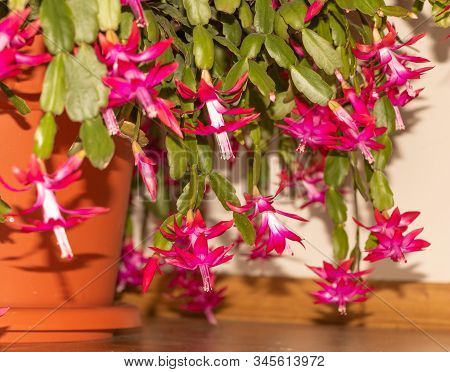 Very Beautiful Christmas Cactus In Bloom Red Color