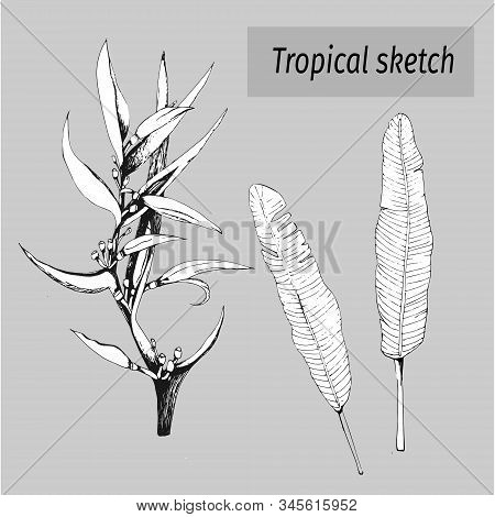 A Set Of Drawn Ink Contour Flowers On A Gray Background. Tropical Plant Heliconia Psittacorum