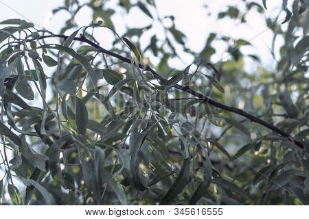 Branches Of Oleaster Wild Olive Tree Grow In Europe.