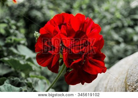 Geranium With A Red Vibrant Color, This Plant Bloom From Spring To Autumn.