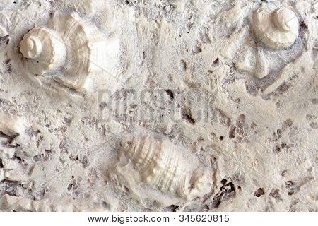 Decorative Wall Texture Marine Style. Stock Photo Close-up Texture With Shell.
