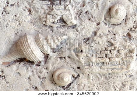 Decorative Wall Texture Marine Style. Stock Photo Close-up Texture With Shell.