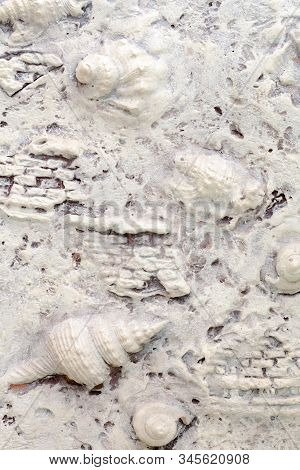 Decorative Wall Texture Marine Style. Stock Photo Close-up Texture With Shell.