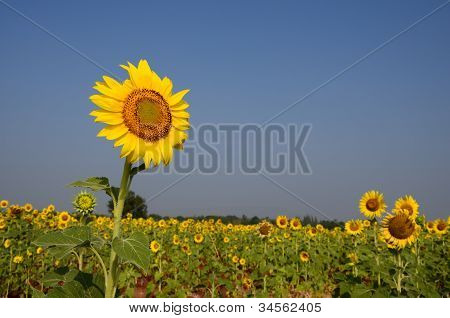 Подсолнечник в Лопбури