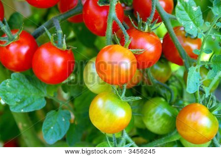 Tomaten auf Weinrebe