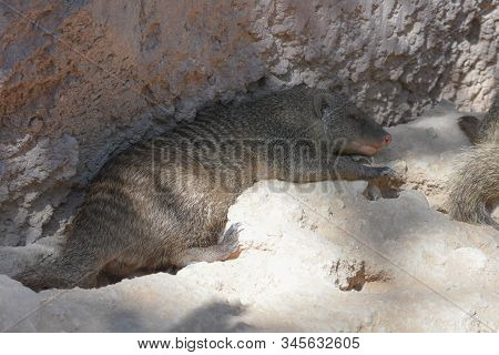 The Egyptian Mongoose (herpestes Ichneumon), Also Known As Ichneumon, Is A Mongoose Species Native T