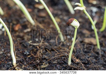 Planting Seedling Of Yardlong Beans Grow In Fertile Soil In The Vegetable Garden. Green Seedling Fro