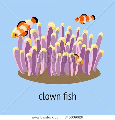 Illustration With Clown Fish Swimming In The Coral On A Blue Background