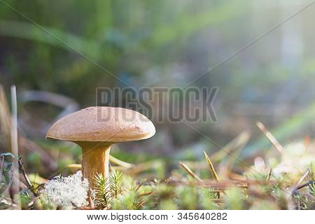Mushrooms In The Forest. Bovinus Mushrooms. Mushroom In The Forest Outdoors.