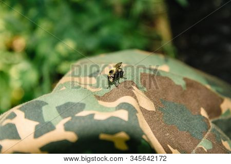 Bombus Norvegicus, A Species Of Bumblebee Cuckoo, Male Insect Sits On Clothing