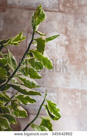 Pedilanthus Photo Close-up. Stock Photo Indoor Plant.