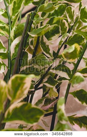 Pedilanthus Photo Close-up. Stock Photo Indoor Plant.