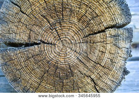 Cross-section Of The Old Tree Trunk, Showing Annual Rings And Cracks. Wood Texture.