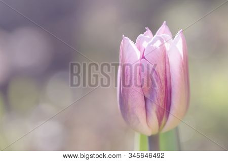 Gentle Mauve Tulip Blured Background, Copyspace Left
