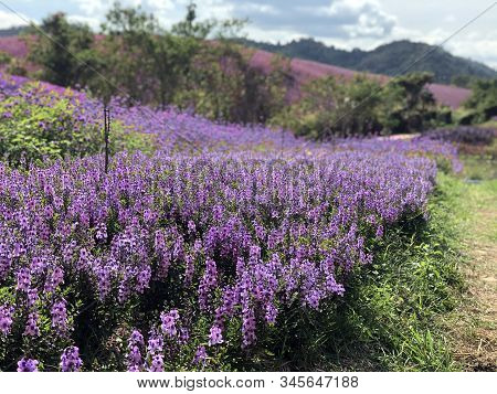 Purple Flower As Lavender Field On Mountain