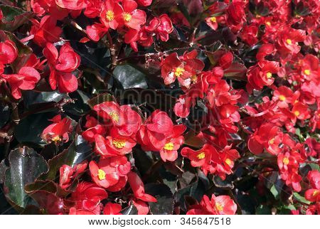 Red Flower With Yellow Pollen On Garden