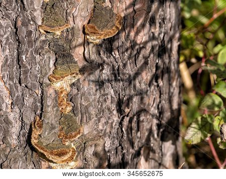 Wood Mushrooms Grew On The Rough Surface Of Pine Bark. The Shadow Of The Vegetation Lies On The Pine