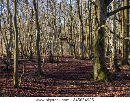 Bare Winter Trees In The Woods At Skipwith Common National Nature Reserve, North Yorkshire, England